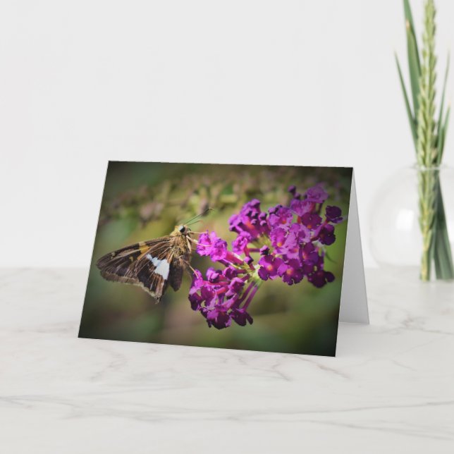Papillon, carte (Devant)