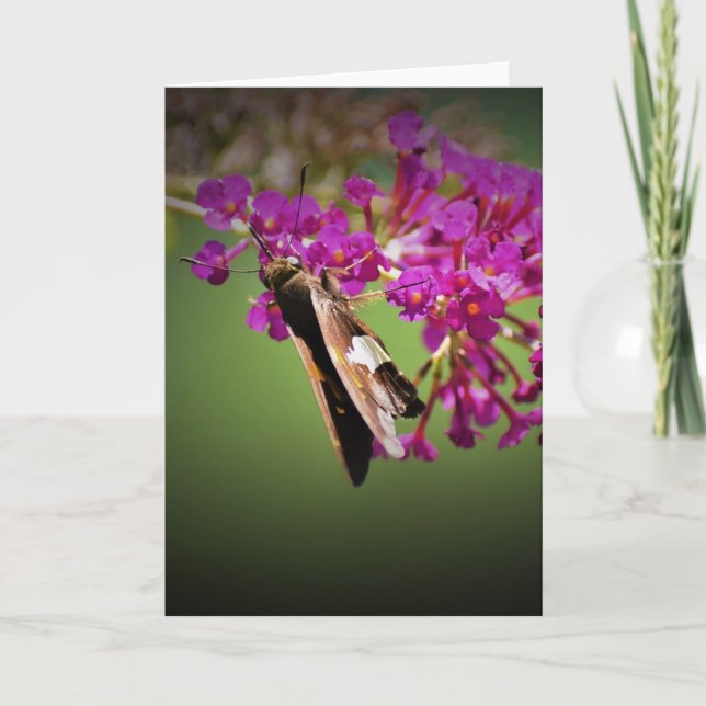 Papillon, carte (Devant)