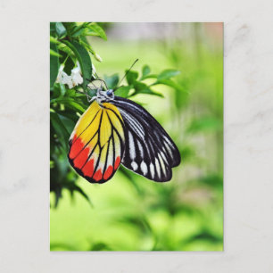 Papillon - cartes postales