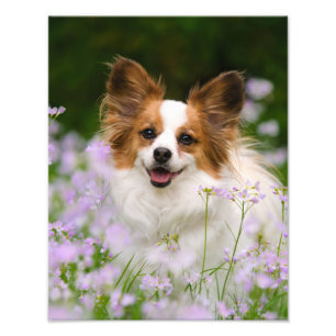Papillon Chien Cute Romantique Portrait Photo -
