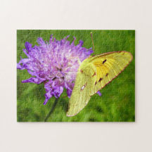 Papillon Colias croceus Photo Puzzle et Boîte Cade