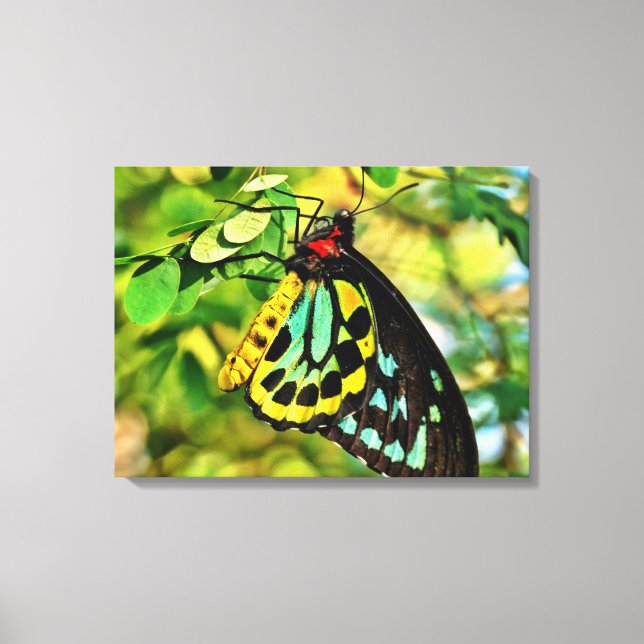 Papillon Coloré Sur Toile (Recto)