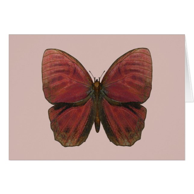 Papillon Coq Rouge (Devant horizontal)