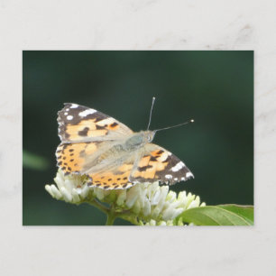 Papillon dame peint do-it-yourself carte postale