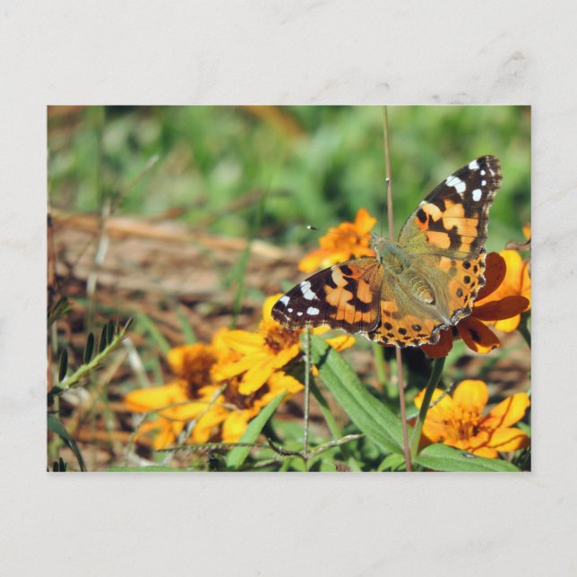 Papillon dame peint sur la carte postale Zinnia (Devant)