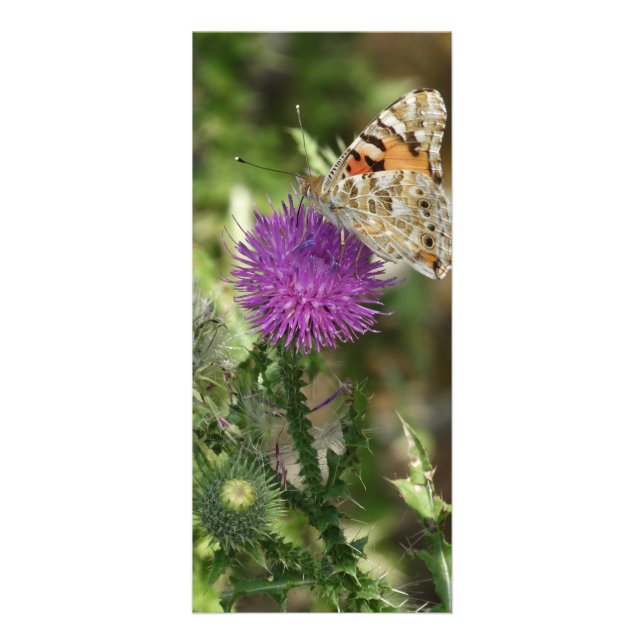 Papillon dans la photographie de la nature Carte R (Devant)