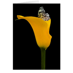 papillon dans le zantedeschia