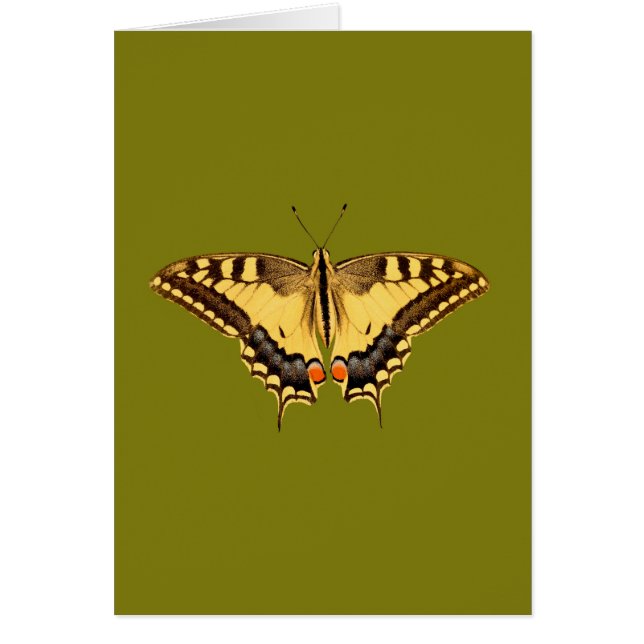 Papillon dansant (Devant)