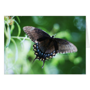 "papillon de jardin" by Larry Coressel