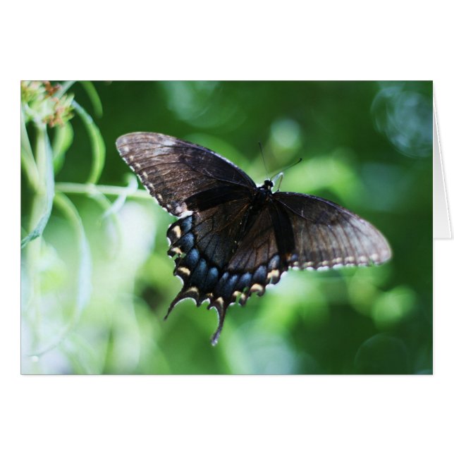 "papillon de jardin" de Larry Coressel (Devant horizontal)