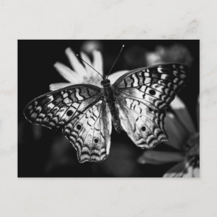 Papillon de la Dame peint - Carte postale