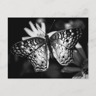Papillon de la Dame peint - Carte postale