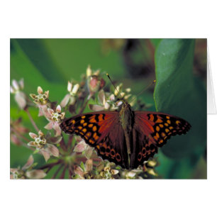 Papillon de l'empereur Tawny sur l'algue commun