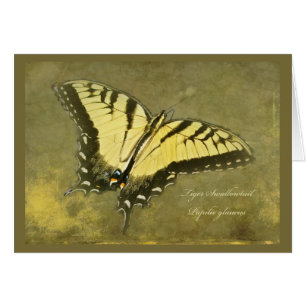 Papillon de machaon de tigre - glaucus de Papilio