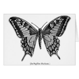 Papillon de machaon, illustration scientifique