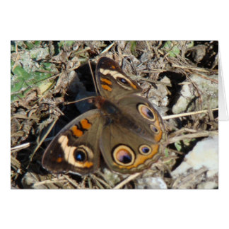 Papillon de maronnier américain