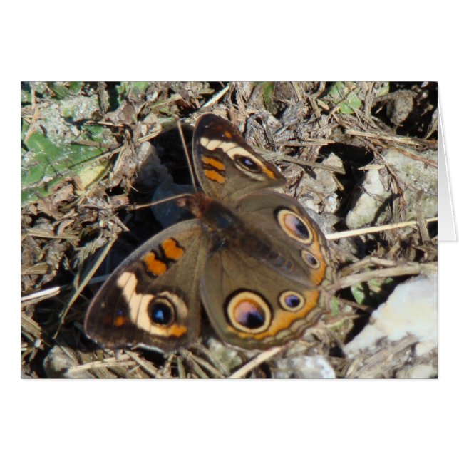 Papillon de maronnier américain (Devant horizontal)