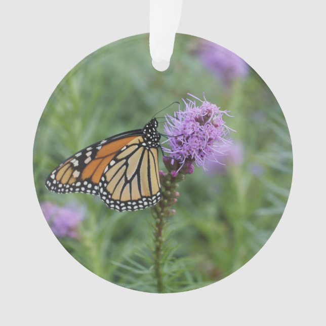 Papillon de monarque (devant)