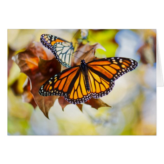 Papillon de monarque (Devant Horizontal)