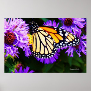 Papillon de monarque, affiche d'aster