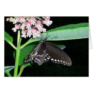 Papillon de nuit noir à Shenandoah