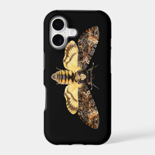 papillon de nuit tête de mort africaine Acheronti