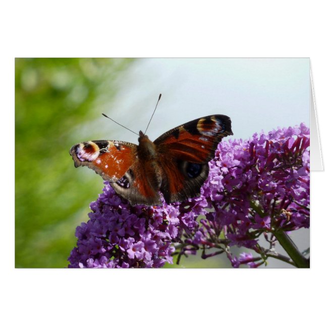 Papillon de paon 2 (Devant Horizontal)