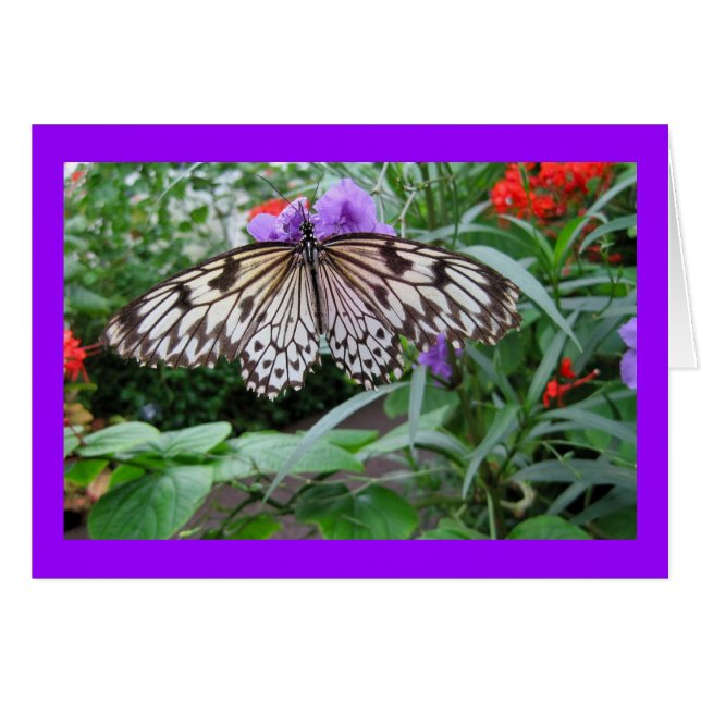 Papillon de papier de cerf-volant (Devant horizontal)