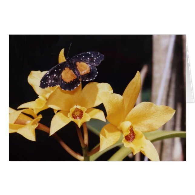 Papillon de patchs Crimson (Devant horizontal)