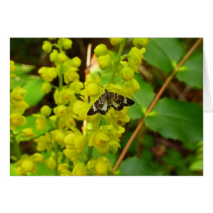 Papillon de Redwood et fleurs sauvages de raisin d