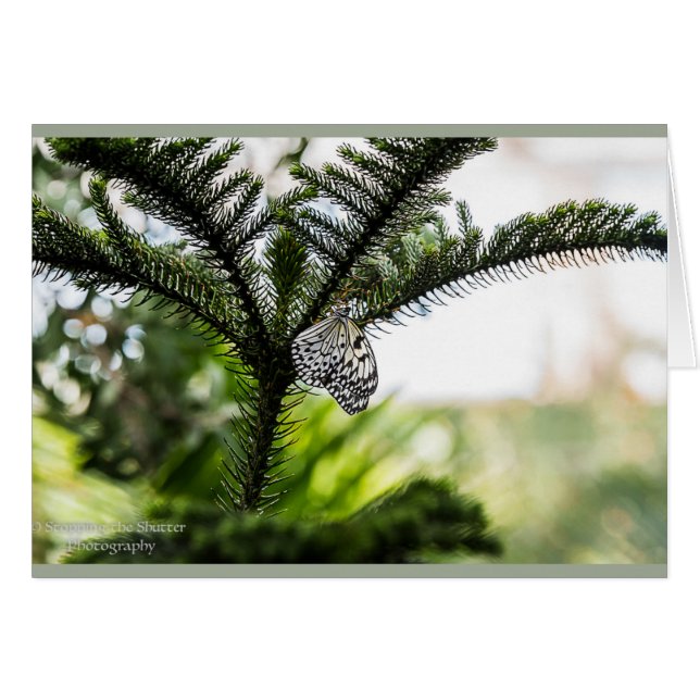 Papillon de repos (Devant horizontal)