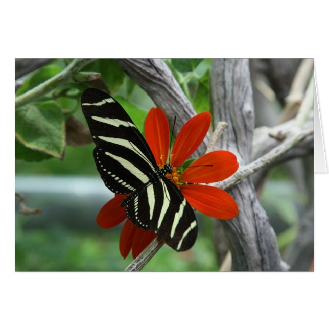 Papillon de zèbre (Devant horizontal)