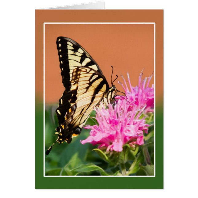 Papillon d'épaisse du tigre oriental (Devant)