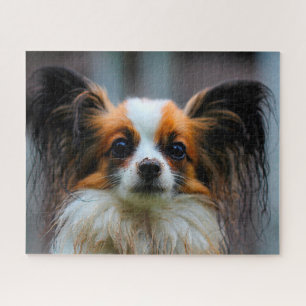Papillon Dog. Jigsaw Puzzle