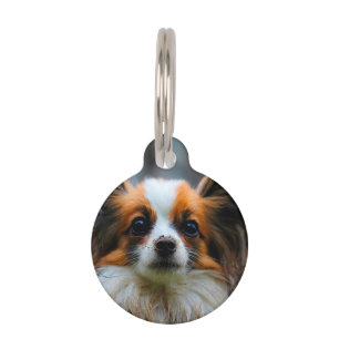 Papillon Dog. Pet Tag