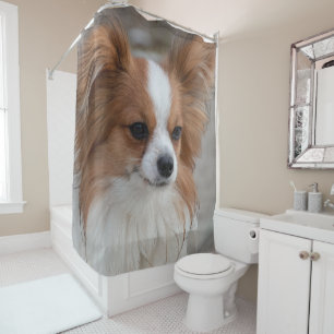 Papillon Dog Portrait
