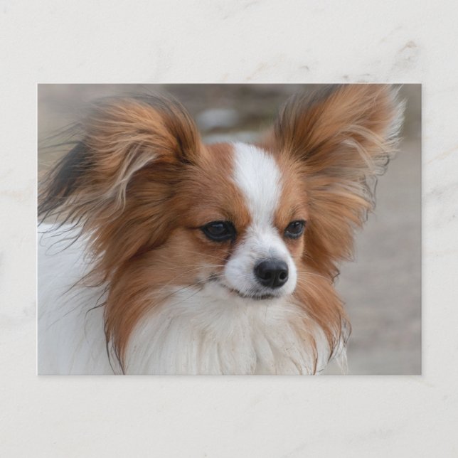 Papillon Dog Portrait Postcard (Front)