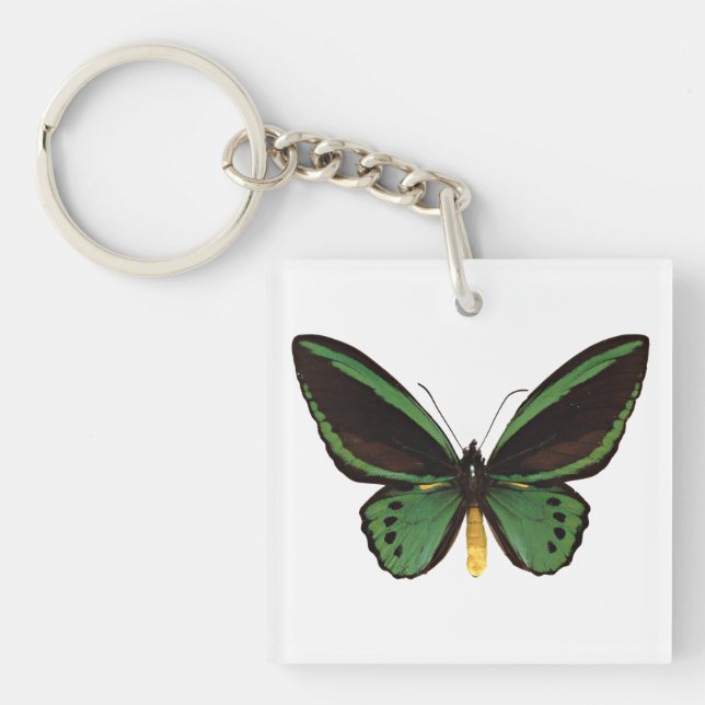 Papillon d'oiseau vert (Devant)