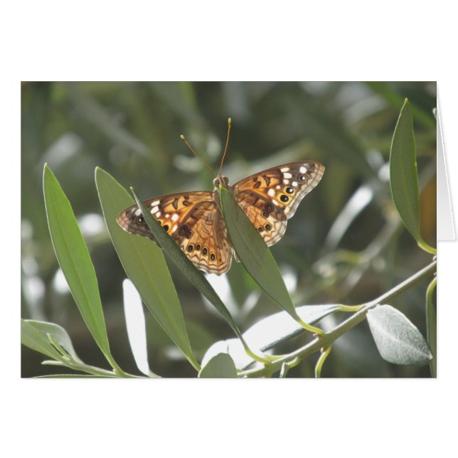 Papillon Empereur de Hackberry (Devant Horizontal)