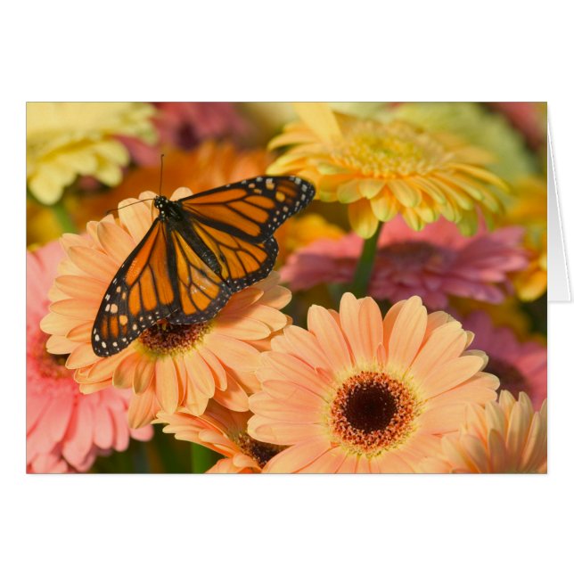 Papillon en deuil (Devant horizontal)