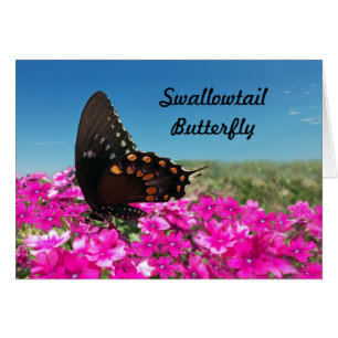 Papillon épicebush Swallowtail