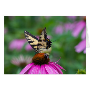 Papillon et abeille