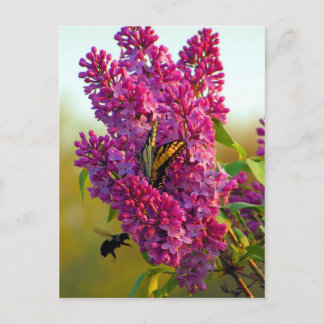 Papillon et abeille sur la carte postale Lilac