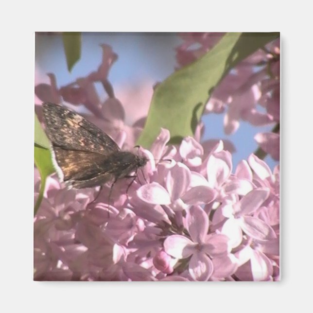 Papillon et aimant Lilac (Devant)