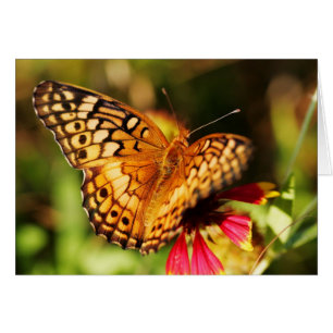 Papillon et fleur sauvage