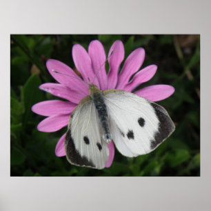 Papillon et impression de fleurs roses