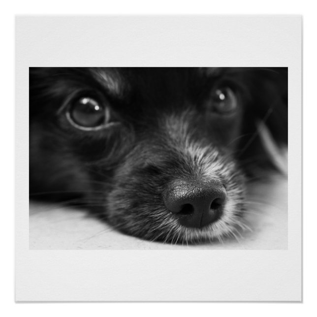 papillon face poster (Front)