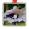 Papillon Fairy Ornament
