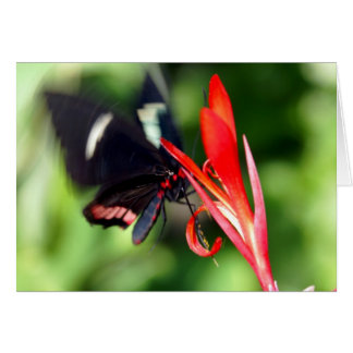 Papillon Flutterby