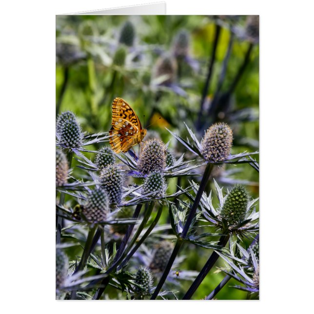 Papillon Fritillaire Sur Chardon Bleu Vertical (Devant)